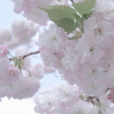 兽设自然元素结合兽圈社群